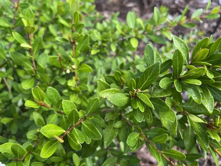 Viburnum obovatum 'Raulston Hardy' Brookgreen